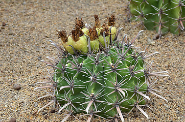 Image showing Cactus fruits on top of cactus  