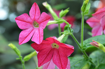 Image showing Fragrant tabak bloom in the garden 