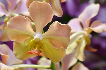 Image showing Beautiful purple orchid, phalaenopsis.