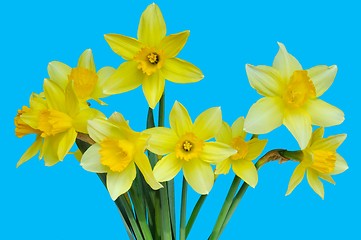 Image showing Daffodils