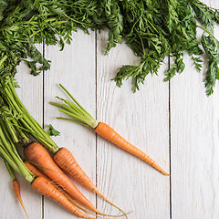 Image showing Freshly grown carrots