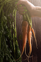 Image showing Freshly grown carrots