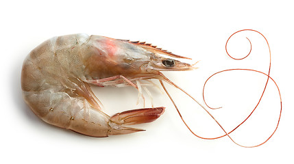 Image showing fresh raw prawn