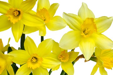 Image showing Daffodils