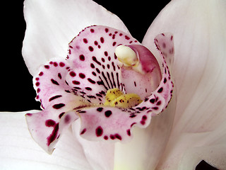 Image showing Beautiful Orchid