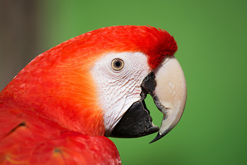 Image showing Scarlet Macaw (Ara macao)