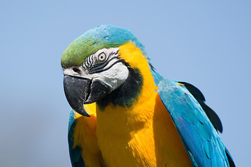 Image showing Blue-and-Yellow Macaw (Ara ararauna)