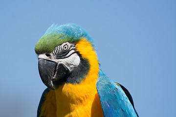 Image showing Blue-and-Yellow Macaw (Ara ararauna)