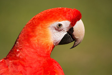 Image showing Scarlet Macaw (Ara macao)