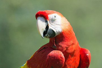 Image showing Scarlet Macaw (Ara macao)