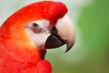 Image showing Scarlet Macaw (Ara macao)