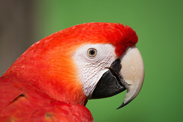 Image showing Scarlet Macaw (Ara macao)