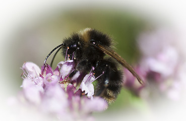 Image showing bumble bee