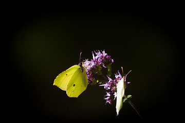 Image showing brimstone butterfly