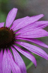 Image showing echinacea