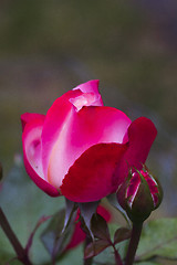 Image showing rose bud