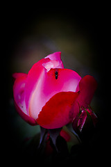 Image showing rose bud