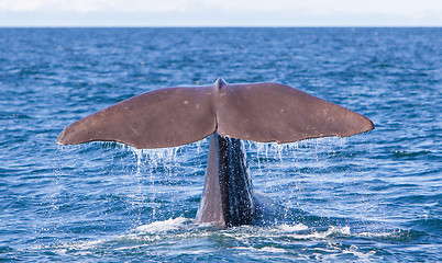 Image showing Tail of a Sperm Whale diving