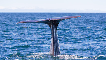 Image showing Tail of a Sperm Whale diving