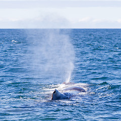 Image showing Blowout of a large Sperm Whale near Iceland