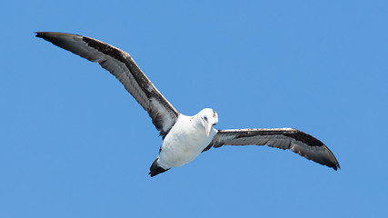 Image showing Young Northern Gannet (Morus bassanus) in flight