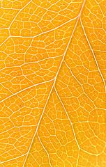 Image showing Beautiful yellow autumn leaves background