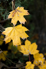 Image showing Dry yellow autumn leaves