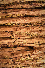 Image showing Bark texture