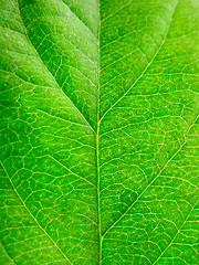 Image showing green leaf texture