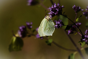 Image showing brimstone