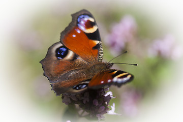 Image showing peacock butterfly