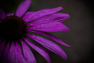 Image showing coneflower