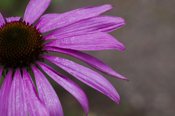 Image showing echinea purpurea