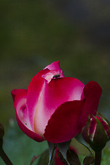 Image showing rose