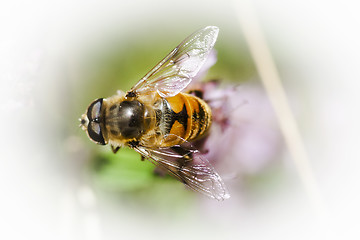 Image showing hoverfly