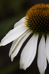 Image showing coneflower
