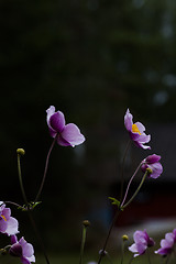 Image showing chinese anemones