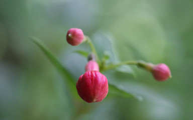 Image showing Close up of Fuchsia Flower