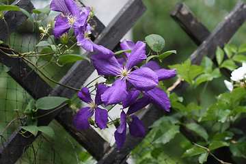 Image showing Close up of clematis flowers