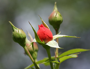 Image showing Close up of red rose and buds