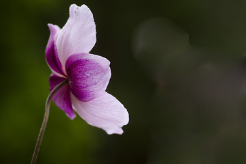 Image showing chinese anemone