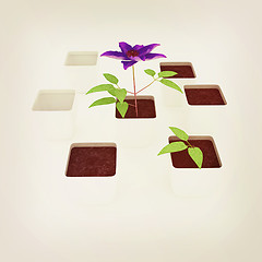 Image showing Clematis a beautiful flower in the white pot. 3D illustration. V