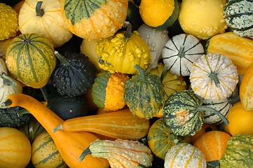 Image showing Pumpkins