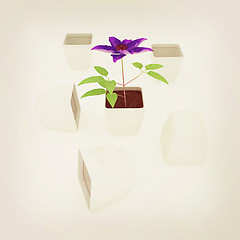 Image showing Clematis a beautiful flower in the white pot. 3D illustration. V