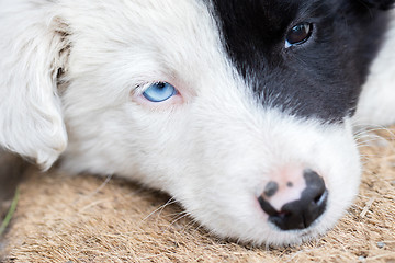 Image showing Border Collie puppy on a farm