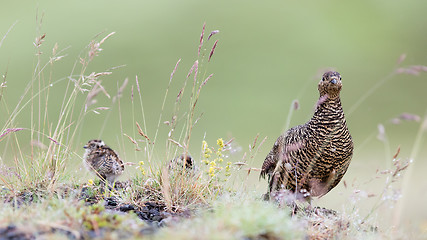 Image showing Rock ptarmigan (Lagopus mutus), female