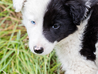 Image showing Border Collie puppy on a farm