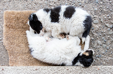 Image showing Border Collie puppies sleeping on a farm