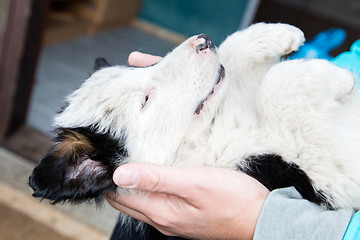 Image showing Small Border Collie puppy in the arms of a woman