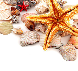 Image showing Seashell collection on white or isolated